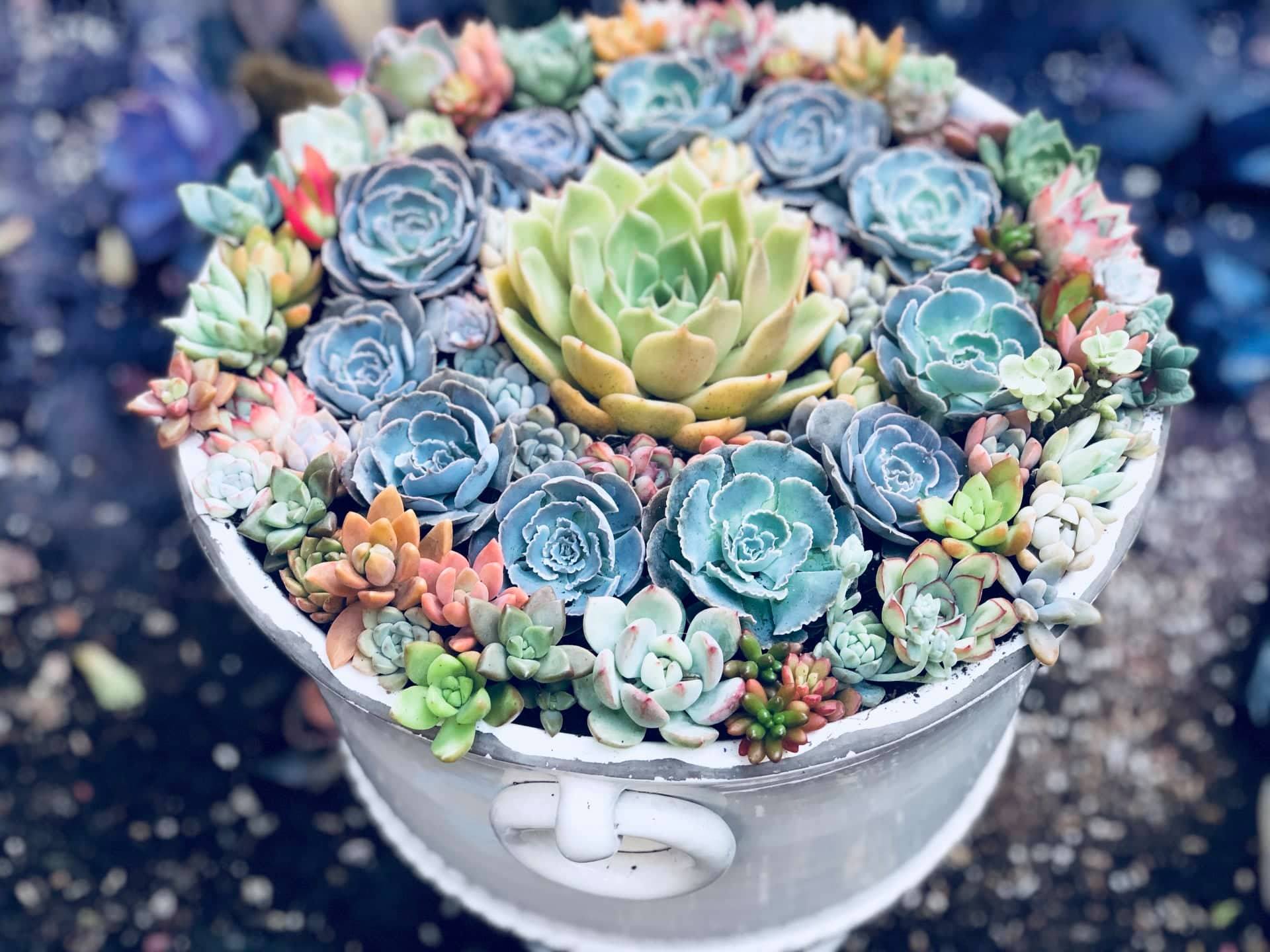 Sản phẩm phong phú