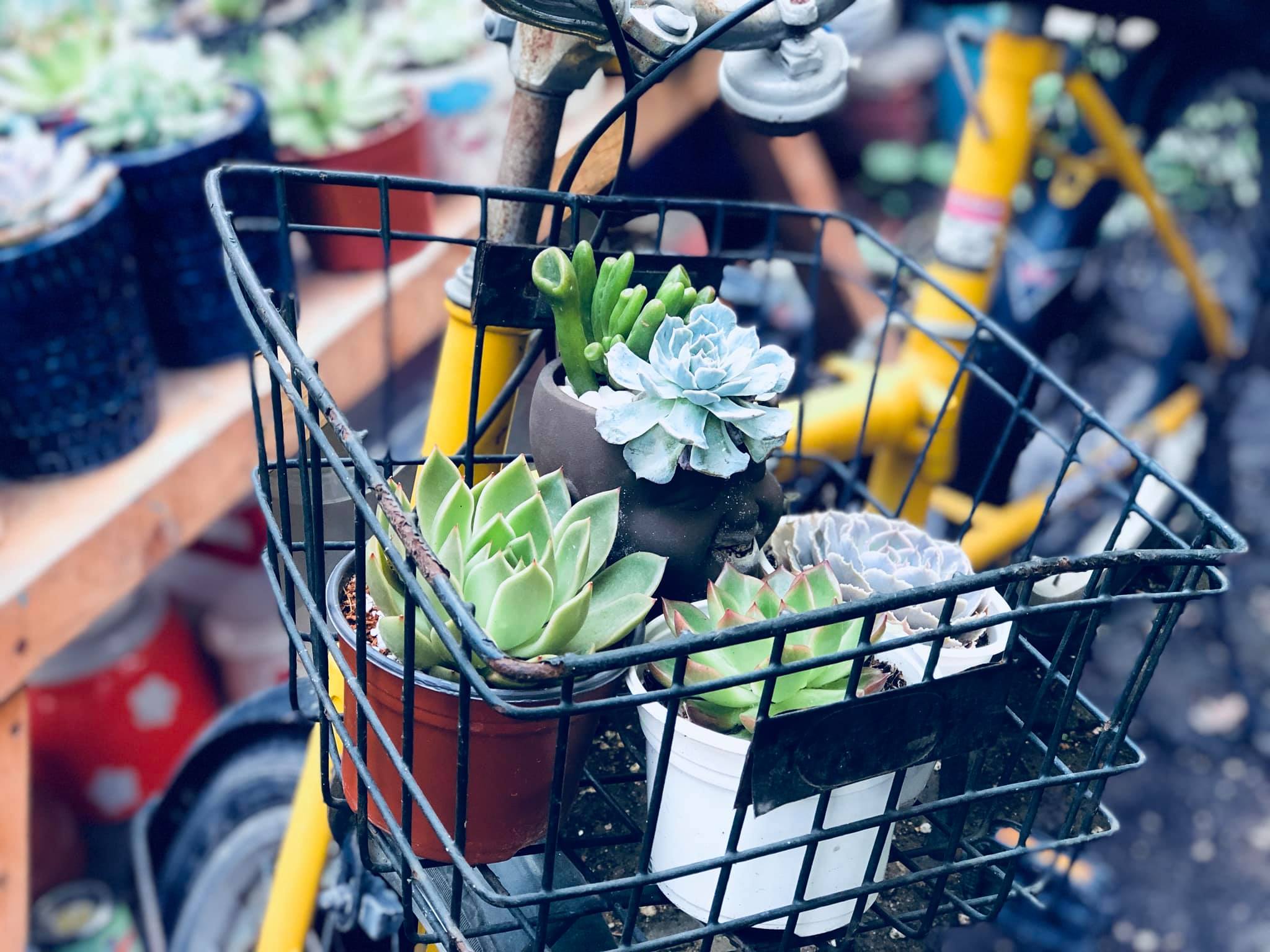 Vận chuyển tận nơi